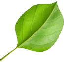 Shape Image